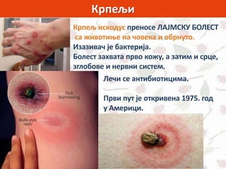Крпељи
Крпељ искодус преносе ЛАЈМСКУ БОЛЕСТ
са животиње на човека и обрнуто.
Изазивач је бактерија.
Болест захвата прво кожу, а затим и срце,
зглобове и нервни систем.
Лечи се антибиотицима.
Први пут је откривена 1975. год
у Америци.
 