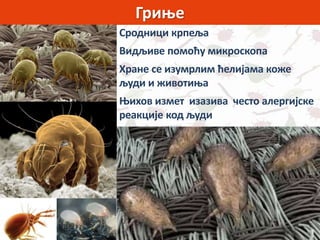 Гриње
Сродници крпеља
Видљиве помоћу микроскопа
Хране се изумрлим ћелијама коже
људи и животиња
Њихов измет изазива често алергијске
реакције код људи
 