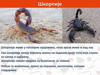 Шкорпије
Шкорпије живе у топлијим крајевима, неке врсте живе и код нас
Све шкорпије имају отровну жаоку на задњем крају тела која служи
за напад и одбрану.
Шкорпије наших крајева су безопасне за човека.
Ноћне су животиње, хране се пауцима, инсектима, ситним
глодарима
 