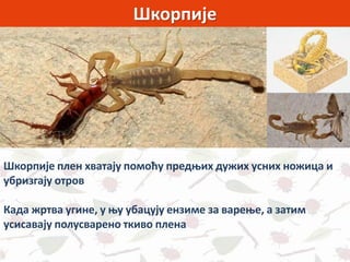 Шкорпије
Шкорпије плен хватају помоћу предњих дужих усних ножица и
убризгају отров
Када жртва угине, у њу убацују ензиме за варење, а затим
усисавају полусварено ткиво плена
 