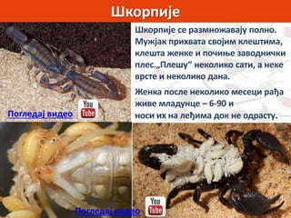 Шкорпије
Шкорпије се размножавају полно.
Мужјак прихвата својим клештима,
клешта женке и почиње заводнички
плес.„Плешу“ неколико сати, а неке
врсте и неколико дана.
Женка после неколико месеци рађа
живе младунце – 6-90 и
носи их на леђима док не одрасту.
Погледај видео
Погледај видео
 