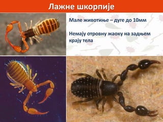Лажне шкорпије
Мале животиње – дуге до 10мм
Немају отровну жаоку на задњем
крају тела
 