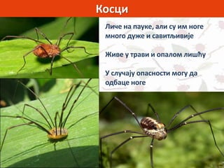 Косци
Личе на пауке, али су им ноге
много дуже и савитљивије
Живе у трави и опалом лишћу
У случају опасности могу да
одбаце ноге
 