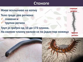 Стоноге
Живе искључиво на копну
Тело граде два региона:
 главени и
 трупни регион
Труп је грађен од 10 до 173 чланка.
На сваком чланку налази се по један пар ножица
 
