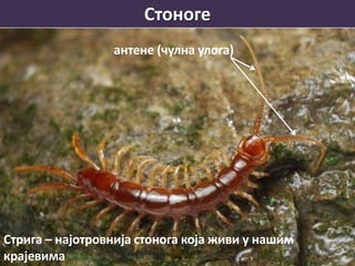Стоноге
антене (чулна улога)
Стрига – најотровнија стонога која живи у нашим
крајевима
 