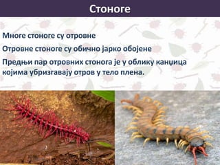 Стоноге
Многе стоноге су отровне
Отровне стоноге су обично јарко обојене
Предњи пар отровних стонога је у облику канџица
којима убризгавају отров у тело плена.
 
