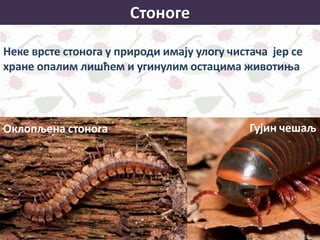 Стоноге
Неке врсте стонога у природи имају улогу чистача јер се
хране опалим лишћем и угинулим остацима животиња
Оклопљена стонога Гујин чешаљ
 