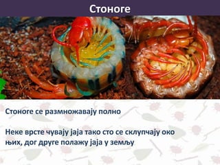 Стоноге
Стоноге се размножавају полно
Неке врсте чувају јаја тако сто се склупчају око
њих, дог друге полажу јаја у земљу
 