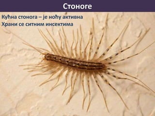 Стоноге
Кућна стонога – је ноћу активна
Храни се ситним инсектима
 