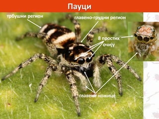 Пауци
главено-грудни регионтрбушни регион
8 простих
очију
главене ножице
 