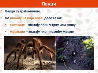 Пауци
 Пауци су грабљивице.
 По начину на који лове, деле се на:
• скитнице – хватају плен у трку или скоку
• мрежари – хватају плен помоћу мреже
 