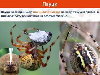 Пауци
Пауци мрежари имају паучинасте жлезде на крају трбушног региона
Оне луче густу течност која на ваздуху очврсне.
 