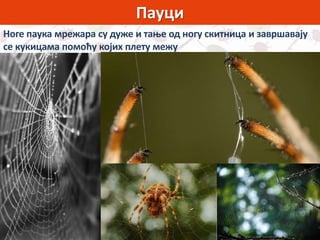 Пауци
Ноге паука мрежара су дуже и тање од ногу скитница и завршавају
се кукицама помоћу којих плету межу
 