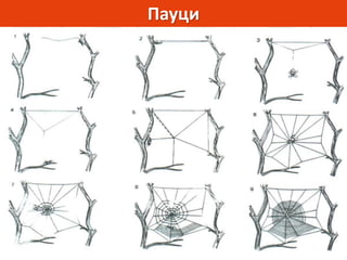 Пауци
 