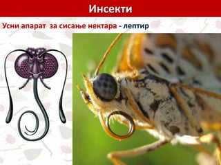 Инсекти
Усни апарат за сисање нектара - лептир
 