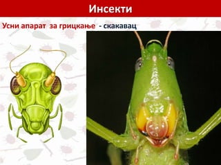 Инсекти
Усни апарат за грицкање - скакавац
 