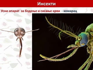 Инсекти
Усни апарат за бодење и сисање крви - комарац
 