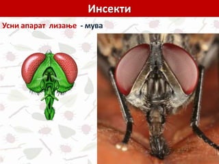 Инсекти
Усни апарат лизање - мува
 