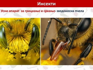 Инсекти
Усни апарат за грицкање и сркање- медоносна пчела
 