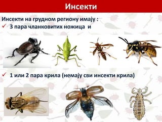 Инсекти
Инсекти на грудном региону имају :
 3 пара чланковитих ножица и
 1 или 2 пара крила (немају сви инсекти крила)
 