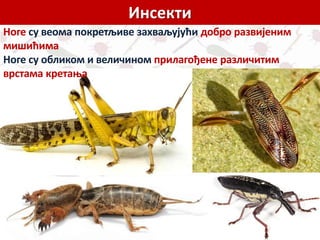 Инсекти
Ноге су веома покретљиве захваљујући добро развијеним
мишићима
Ноге су обликом и величином прилагођене различитим
врстама кретања
 