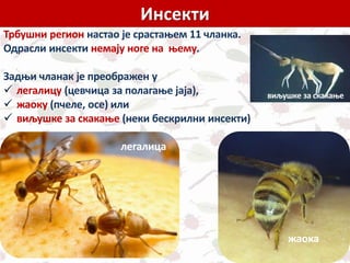 Инсекти
Трбушни регион настао је срастањем 11 чланка.
Одрасли инсекти немају ноге на њему.
Задњи чланак је преображен у
 легалицу (цевчица за полагање јаја),
 жаоку (пчеле, осе) или
 виљушке за скакање (неки бескрилни инсекти)
жаока
легалица
виљушке за скакање
 