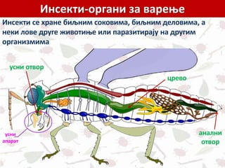 Инсекти-органи за варење
Инсекти се хране биљним соковима, биљним деловима, а
неки лове друге животиње или паразитирају на другим
организмима
усни отвор
усни
апарат
црево
анални
отвор
 