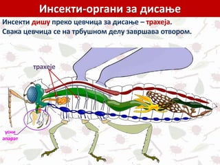 Инсекти-органи за дисање
Инсекти дишу преко цевчица за дисање – трахеја.
Свака цевчица се на трбушном делу завршава отвором.
трахеје
усни
апарат
 