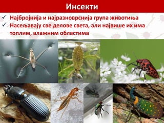 Инсекти
 Најбројнија и најразноврснија група животиња
 Насељавају све делове света, али највише их има
топлим, влажним областима
 