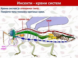 Инсекти - крвни систем
Крвни систем је отвореног типа.
Покрети тела помажу кретање крви.
срце
усни
апарат
крвни суд
 