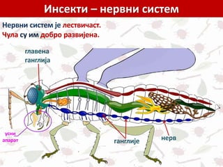 Инсекти – нервни систем
Нервни систем је лествичаст.
Чула су им добро развијена.
ганглије
усни
апарат
главена
ганглија
нерв
 