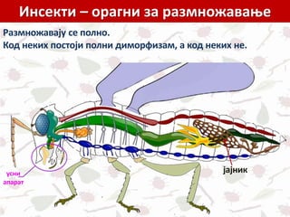 Инсекти – орагни за размножавање
Размножавају се полно.
Код неких постоји полни диморфизам, а код неких не.
усни
апарат
јајник
 