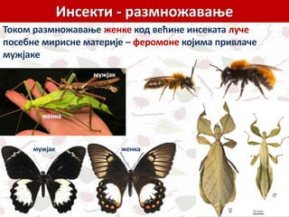 Инсекти - размножавање
Током размножавање женке код већине инсеката луче
посебне мирисне материје – феромоне којима привлаче
мужјаке
мужјак женка
мужјак
женка
 