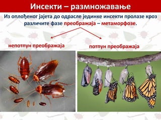 Инсекти – размножавање
Из оплођеног јајета до одрасле јединке инсекти пролазе кроз
различите фазе преображаја – метаморфозе.
непотпун преображаја потпун преображаја
 