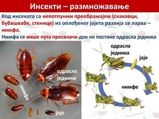 Инсекти – размножавање
Код инсеката са непотпуним преображајем (скакавци,
бубашвабе, стенице) из оплођеног јајета развија се ларва –
нимфа.
Нимфа се више пута пресвлачи док не постане одрасла јединка
јаје
одрасла
јединка
 