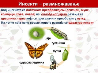 Инсекти – размножавање
Код инсеката са потпуним преображајем (лептири, муве,
комарци, буве, пчеле) из оплођеног јајета развија се
црволика ларва која се пресвлачи и преобрази у лутку.
Из лутке која неко време мирује развија се одрастао инсект.
 