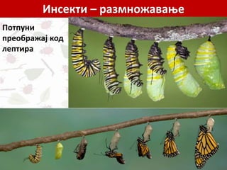 Инсекти – размножавање
Потпуни
преображај код
лептира
 