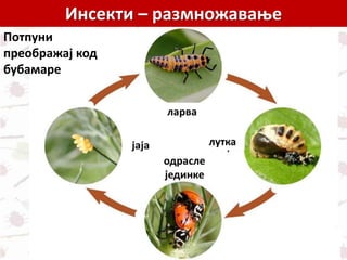 Инсекти – размножавање
Потпуни
преображај код
бубамаре
 