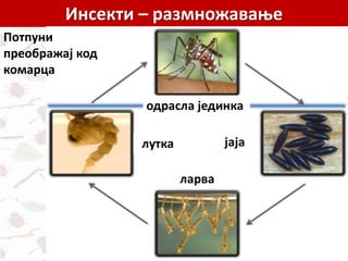 Инсекти – размножавање
Потпуни
преображај код
комарца
 