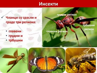 Инсекти
главени регион
грудни регион
трбушни
регион
 Чланци су срасли и
граде три региона:
• главени
• грудни и
• трбушни
 