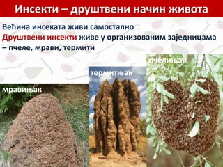 Инсекти – друштвени начин живота
Већина инсеката живи самостално
Друштвени инсекти живе у организованим заједницама
– пчеле, мрави, термити
термитњак
мравињак
пчелињак
 