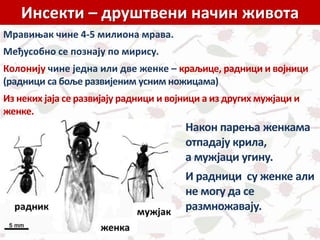 Инсекти – друштвени начин живота
Мравињак чине 4-5 милиона мрава.
Међусобно се познају по мирису.
Колонију чине једна или две женке – краљице, радници и војници
(радници са боље развијеним усним ножицама)
Из неких јаја се развијају радници и војници а из других мужјаци и
женке.
Након парења женкама
отпадају крила,
а мужјаци угину.
И радници су женке али
не могу да се
размножавају.
 