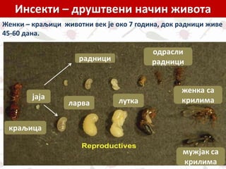 Инсекти – друштвени начин живота
Женки – краљици животни век је око 7 година, док радници живе
45-60 дана.
 
