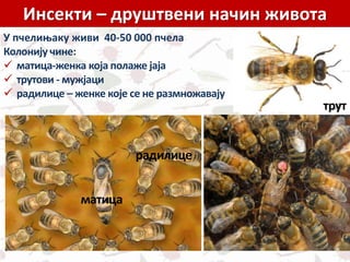 Инсекти – друштвени начин живота
У пчелињаку живи 40-50 000 пчела
Колонију чине:
 матица-женка која полаже јаја
 трутови - мужјаци
 радилице – женке које се не размножавају
матица
радилице
трут
 