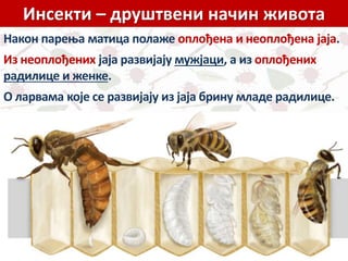 Инсекти – друштвени начин живота
Након парења матица полаже оплођена и неоплођена јаја.
Из неоплођених јаја развијају мужјаци, а из оплођених
радилице и женке.
О ларвама које се развијају из јаја брину младе радилице.
 