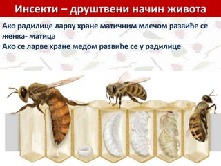 Инсекти – друштвени начин живота
.Ако радилице ларву хране матичним млечом развиће се
женка- матица
Ако се ларве хране медом развиће се у радилице
 