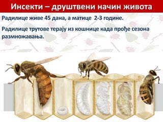 Инсекти – друштвени начин живота
.Радилице живе 45 дана, а матице 2-3 године.
Радилице трутове терају из кошнице када прође сезона
размножавања.
 
