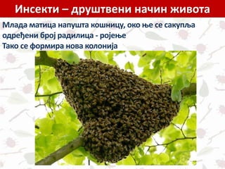 Инсекти – друштвени начин живота
.Млада матица напушта кошницу, око ње се сакупља
одређени број радилица - ројење
Тако се формира нова колонија
 