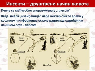 Инсекти – друштвени начин живота
.Пчеле се међусобно споразумевају „плесом“
Када пчела „извиђачица“ нађе нектар она се враћа у
кошницу и информише остале радилице одређеним
начином лета - плесом
 