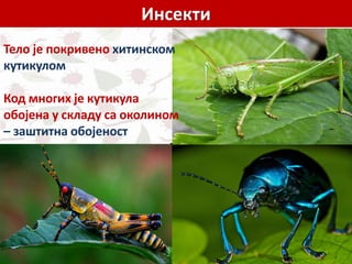 Инсекти
Тело је покривено хитинском
кутикулом
Код многих је кутикула
обојена у складу са околином
– заштитна обојеност
 